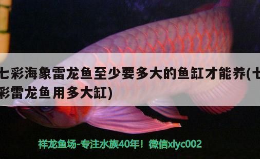 七彩海象雷龍魚至少要多大的魚缸才能養(yǎng)(七彩雷龍魚用多大缸)