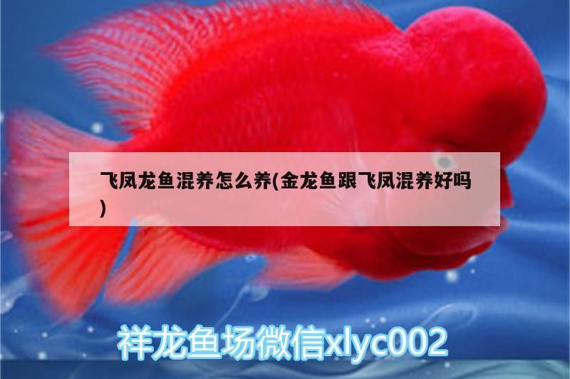 超血紅龍魚多久發(fā)色？，血紅龍魚的發(fā)色周期通常在春季到夏季之間，具體時間可能因個體差異而有所不同 超血紅龍魚多久發(fā)色？，血紅龍魚的發(fā)色周期通常在春季到夏季之間，具體時間可能因個體差異而有所不同 龍魚百科 第1張
