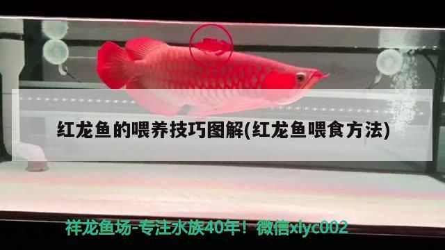 紅龍魚的喂養技巧圖解(紅龍魚喂食方法)