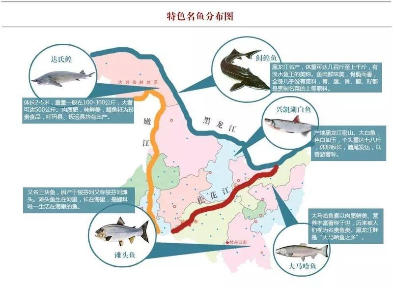 龍江河有什么魚