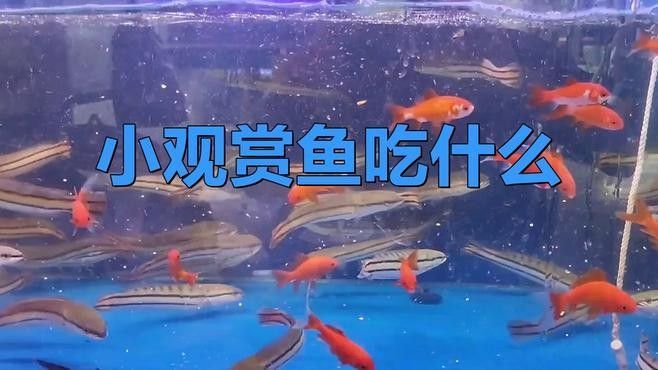 委內(nèi)瑞拉紅勾丁魚最忌三種食物