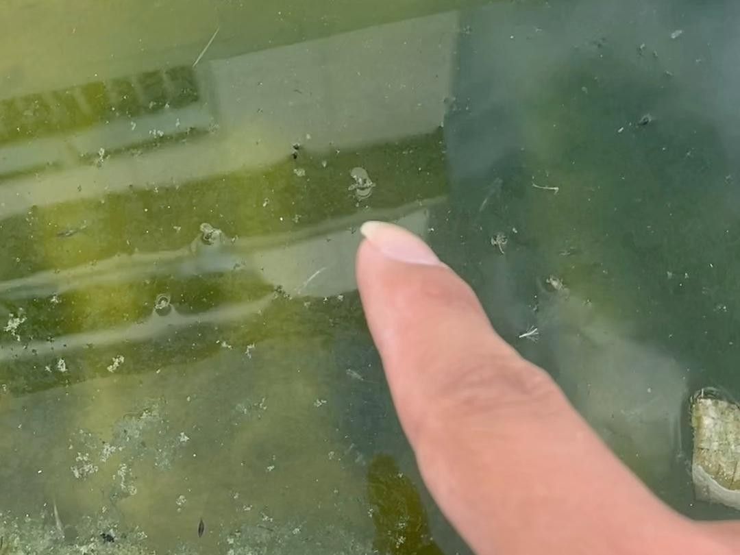 委內(nèi)瑞拉紅勾丁魚最忌三種食物