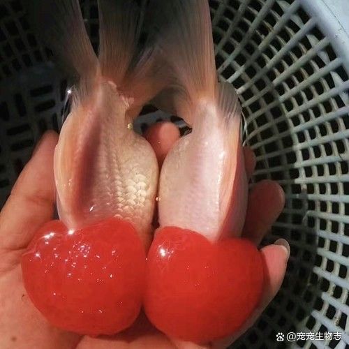委內(nèi)瑞拉紅勾丁魚最忌三種食物