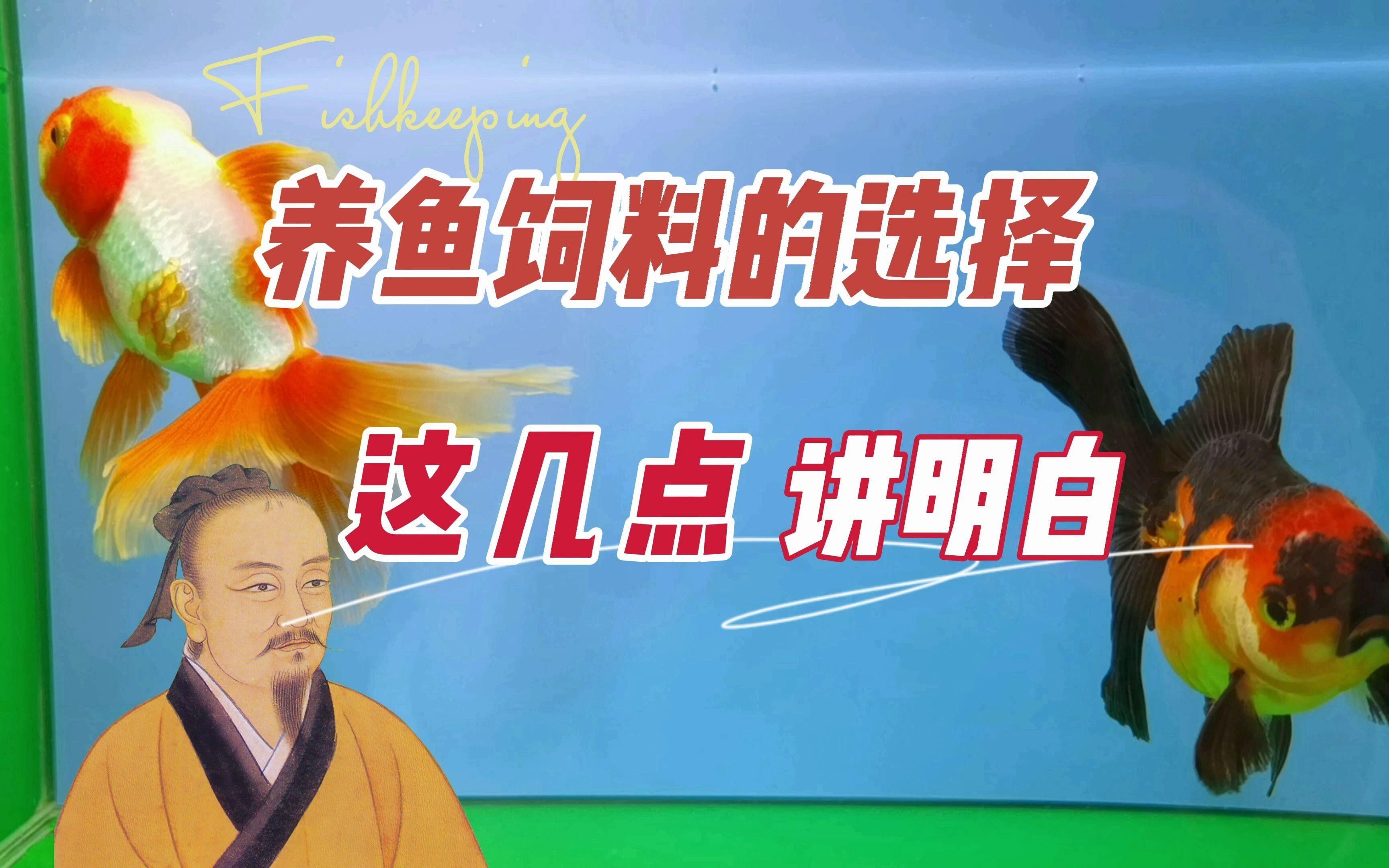 委內(nèi)瑞拉紅勾丁魚最忌三種食物