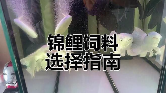 委內(nèi)瑞拉紅勾丁魚最忌三種食物