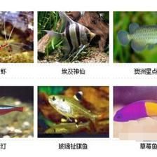 非洲熱帶觀賞魚