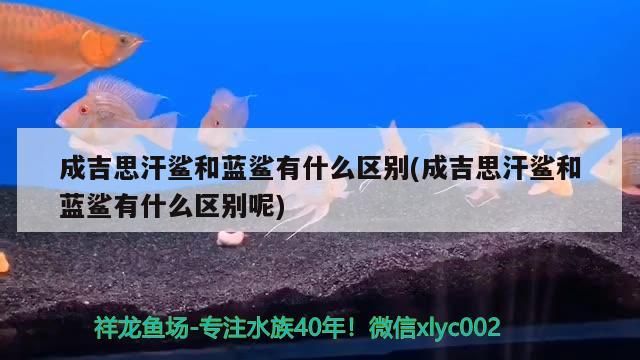 成吉思汗鯊和藍鯊有什么區別(成吉思汗鯊和藍鯊有什么區別呢)
