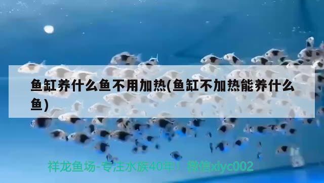 魚缸養什么魚不用加熱(魚缸不加熱能養什么魚) 魚缸養什么魚不用加熱(魚缸不加熱能養什么魚) 觀賞魚百科