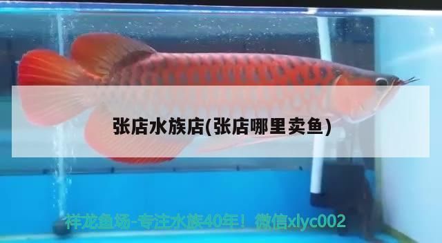 淄博龍魚水族店：淄博地區(qū)與龍魚相關(guān)的店鋪推薦 淄博龍魚水族店：淄博地區(qū)與龍魚相關(guān)的店鋪推薦 觀賞魚百科 第3張