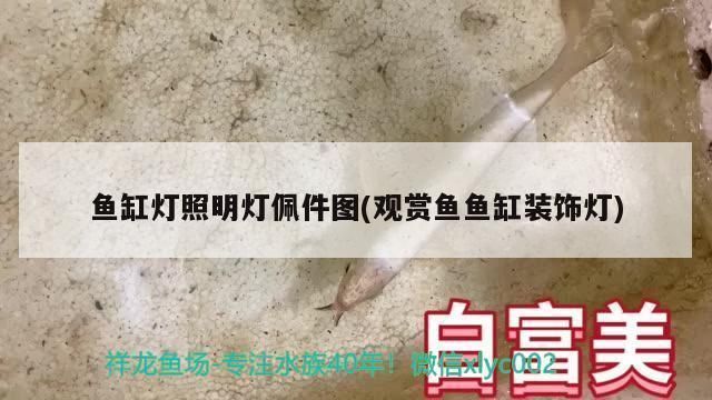 淄博龍魚水族店：淄博地區(qū)與龍魚相關(guān)的店鋪推薦 淄博龍魚水族店：淄博地區(qū)與龍魚相關(guān)的店鋪推薦 觀賞魚百科 第4張