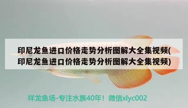 印尼龍魚進口價格走勢分析圖解大全集視頻(印尼龍魚進口價格走勢分析圖解大全集視頻)
