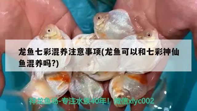 龍魚七彩混養注意事項(龍魚可以和七彩神仙魚混養嗎?)