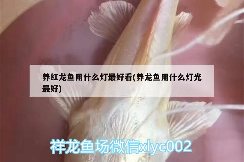 養紅龍魚用什么燈最好看(養龍魚用什么燈光最好)