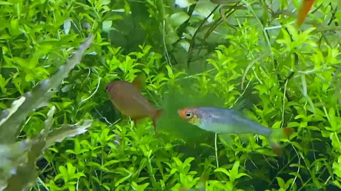 靚魚