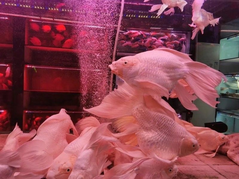 房山賣魚的地方