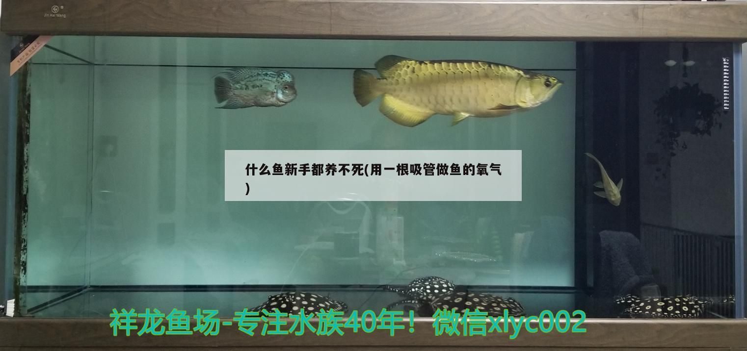 什么魚新手都養不死(用一根吸管做魚的氧氣)