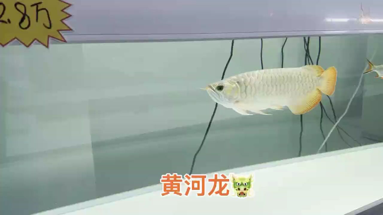 大骨骼體型，超級硬骨大扇尾！