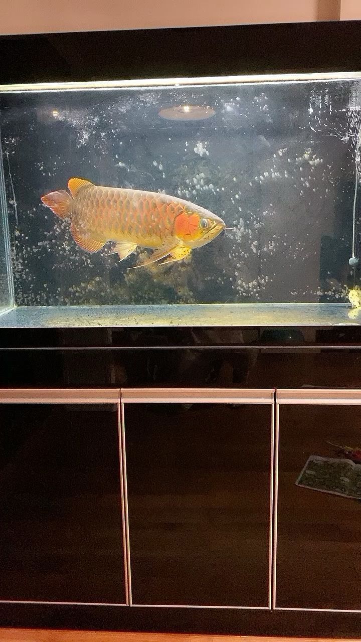 龍魚是不是很難養的（龍魚很難養嗎）