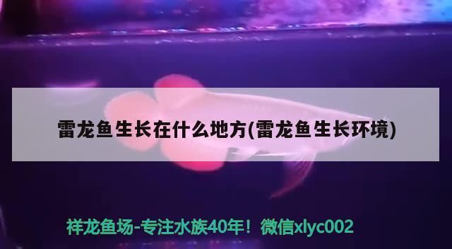 雷龍魚生長在什么地方(雷龍魚生長環(huán)境)