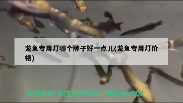 龍魚專用燈哪個牌子好一點兒(龍魚專用燈價格)