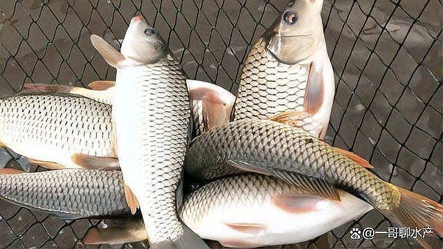 龍魚須根部有白色的東西是什么