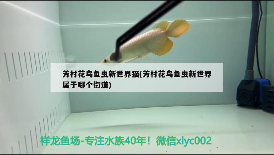 芳村花鳥魚蟲新世界貓(芳村花鳥魚蟲新世界屬于哪個街道)