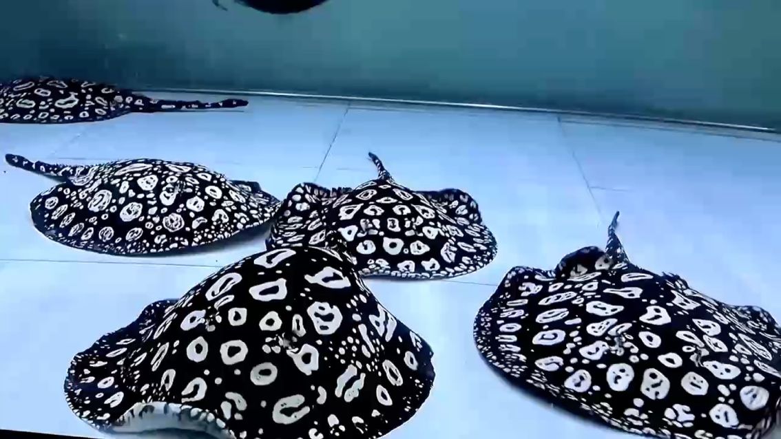 先是一眼心動 越看越喜歡 果然純血的才是最美的
