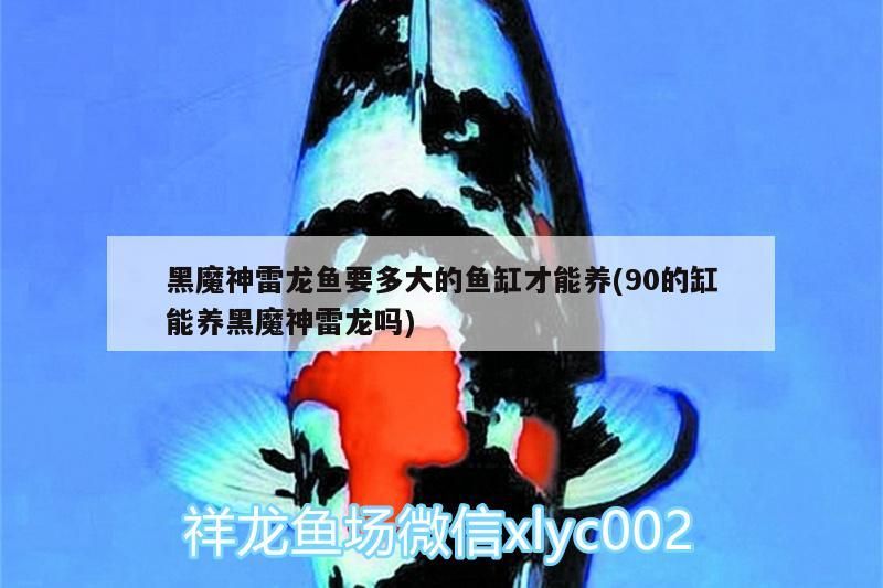 黑魔神雷龍魚要多大的魚缸才能養(90的缸能養黑魔神雷龍嗎)