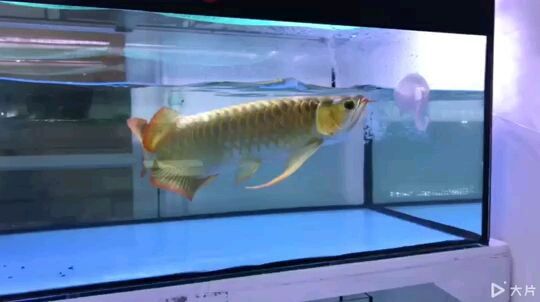 分享我的審美龍魚圈