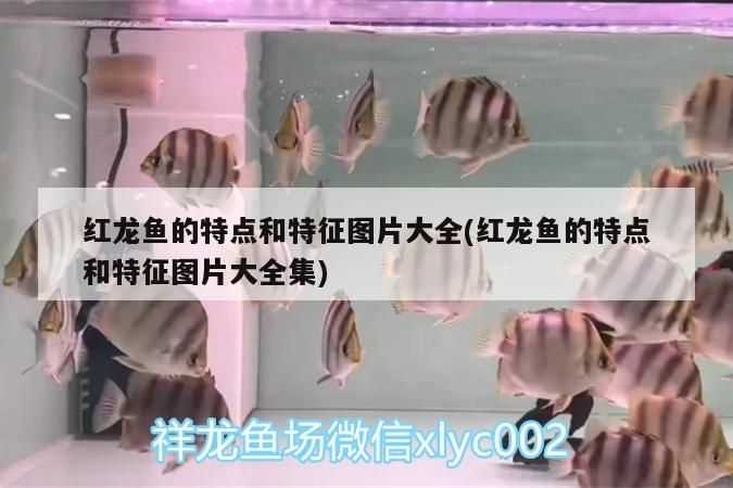 紅龍魚的特點和特征圖片大全(紅龍魚的特點和特征圖片大全集)
