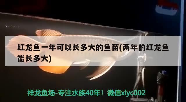 紅龍魚一年可以長多大的魚苗(兩年的紅龍魚能長多大)