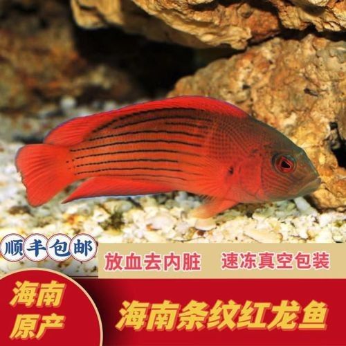 海南龍魚