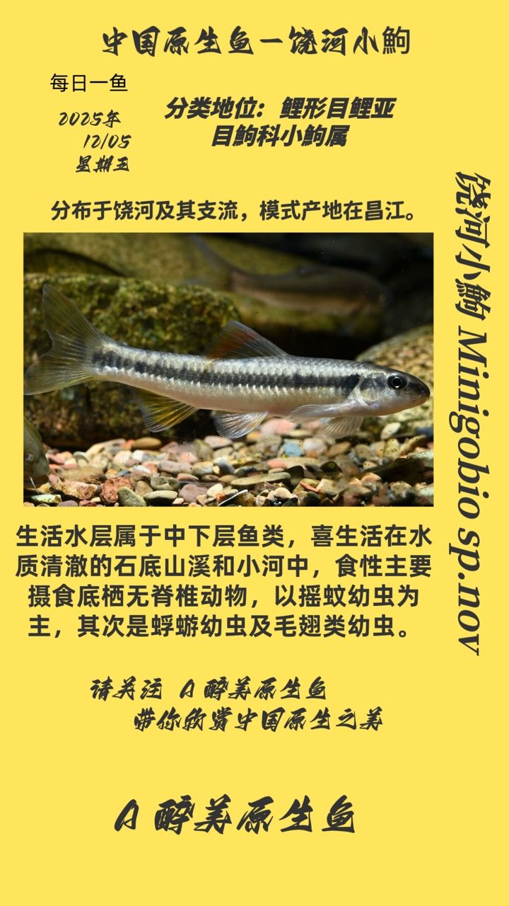 饒河小鮈