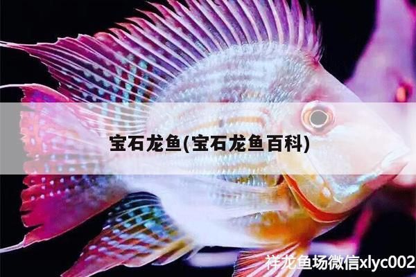 寶石龍魚(寶石龍魚百科) 寶石龍魚(寶石龍魚百科) 觀賞魚百科