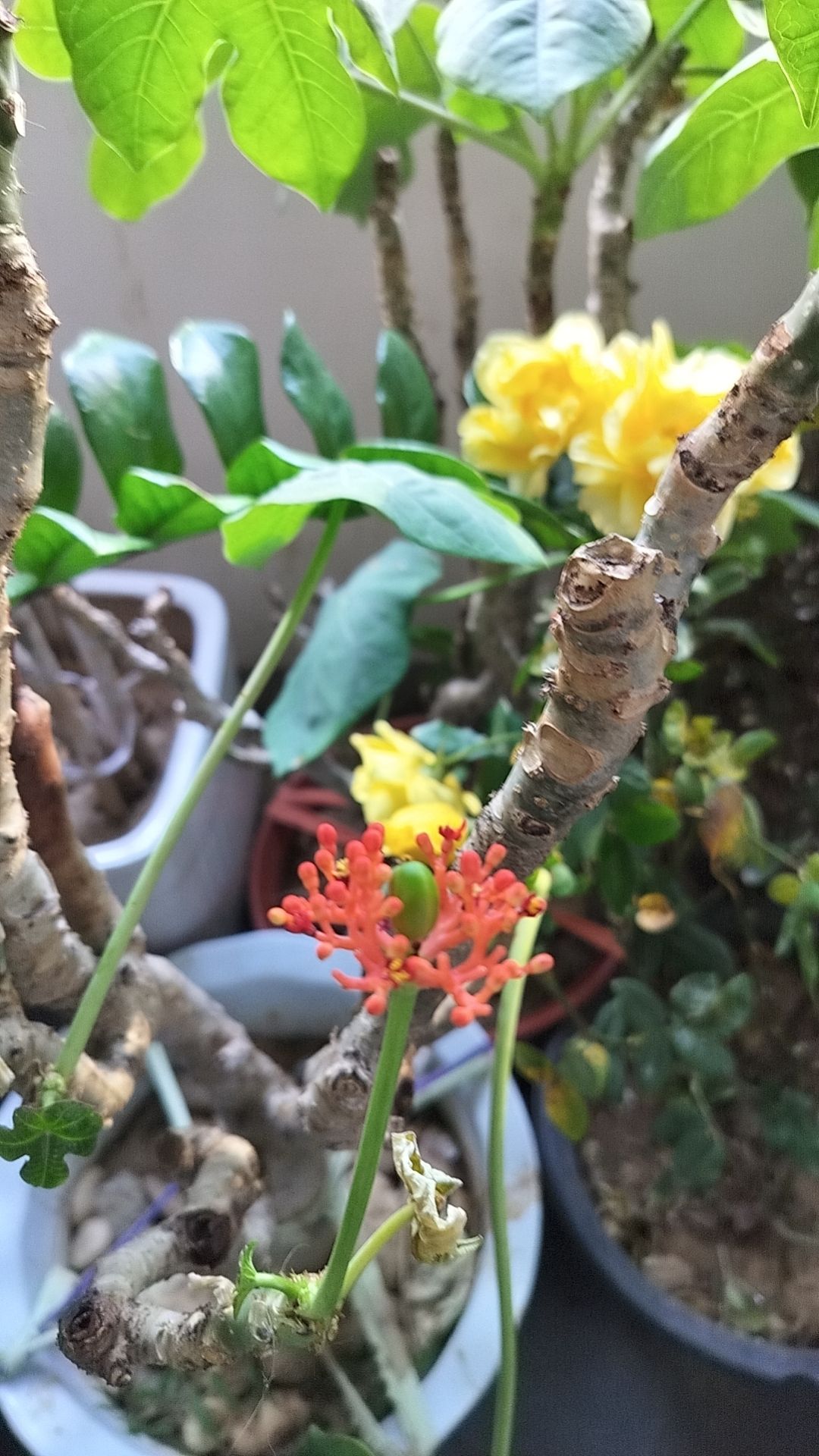 佛肚樹開的挺喜人