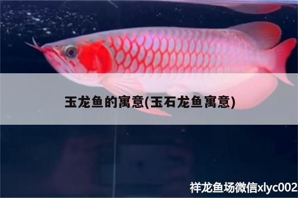 玉龍魚的寓意(玉石龍魚寓意)