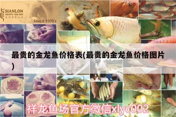 最貴的金龍魚價格表(最貴的金龍魚價格圖片)