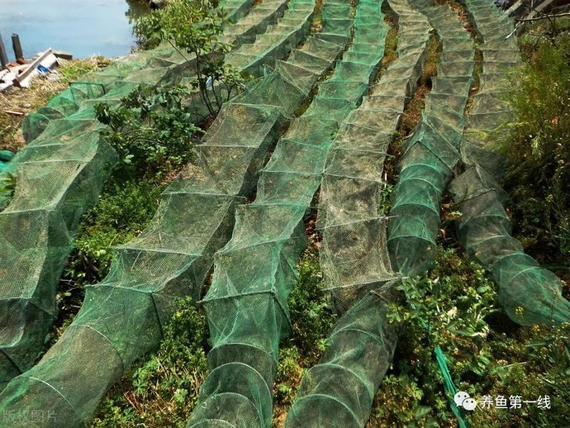 地籠抓魚是什么原理