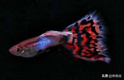 斑馬狗頭魚多少錢一條：斑馬狗頭魚價格和飼養注意事項斑馬狗頭魚的價格和飼養注意事項