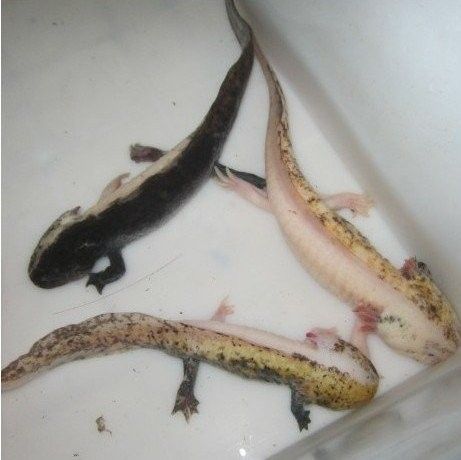 六角龍魚照片