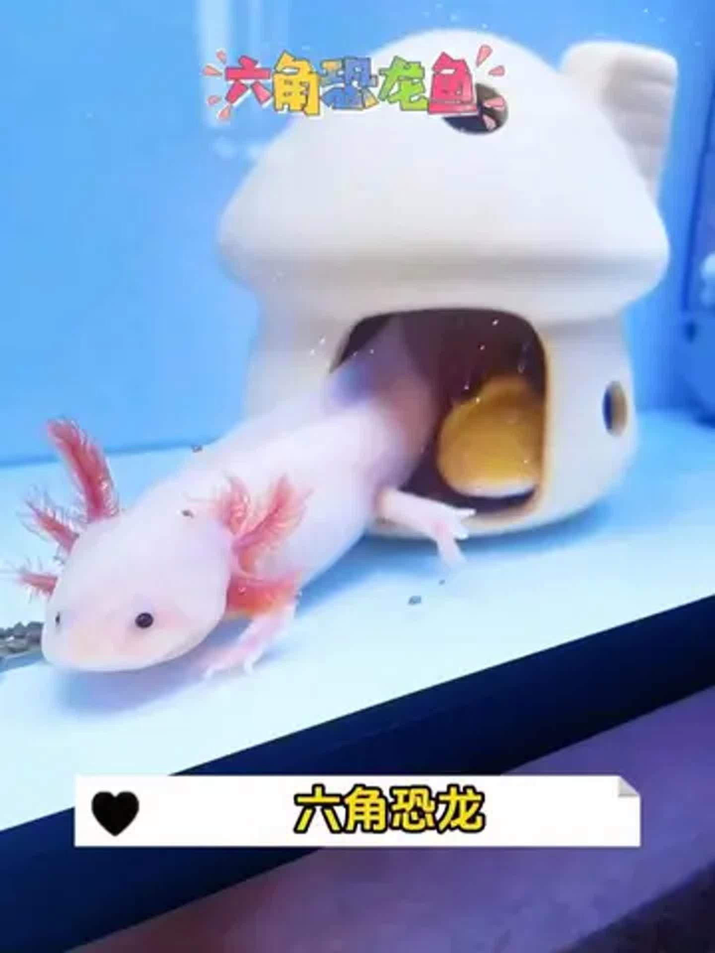 六角龍魚照片