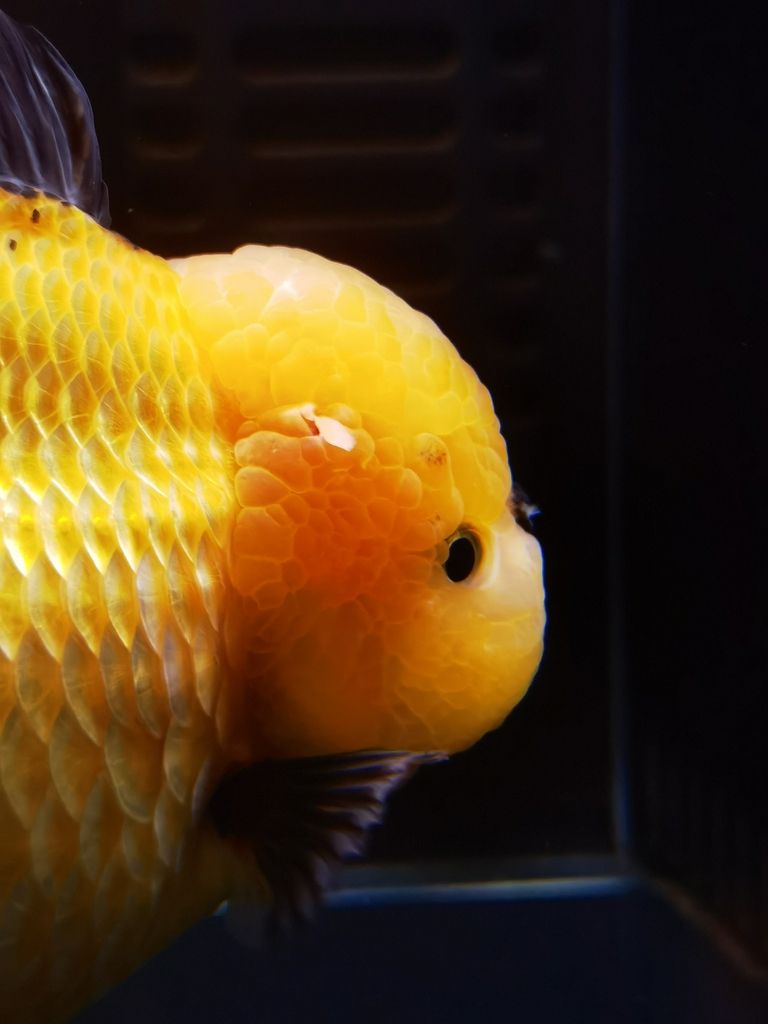 金魚頭瘤怎么了