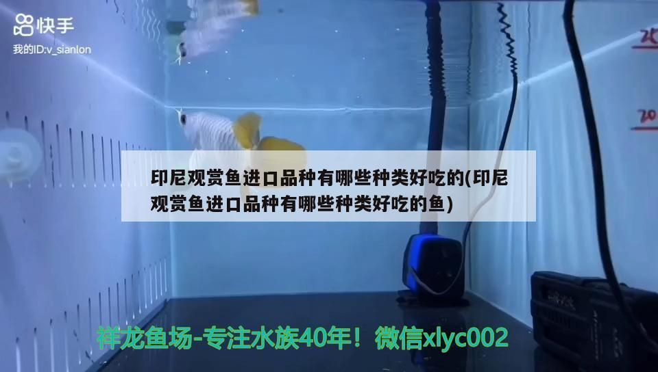 印尼觀賞魚進口品種有哪些種類好吃的(印尼觀賞魚進口品種有哪些種類好吃的魚)
