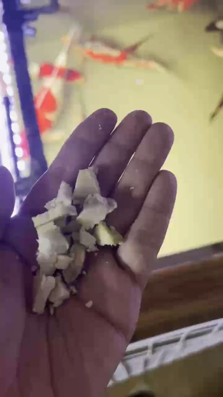 地瓜鯉魚最愛之一
