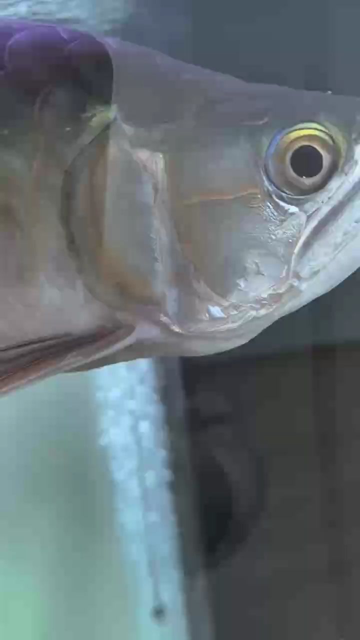 魚缸造景先放沙還是先放水(魚缸造景先鋪沙還是先放石頭) 龍魚大佬救命!!!他這是怎么了 龍魚論壇 龍魚大佬救命!!!他這是怎么了 龍魚大佬救命!!!他這是怎么了 龍魚論壇