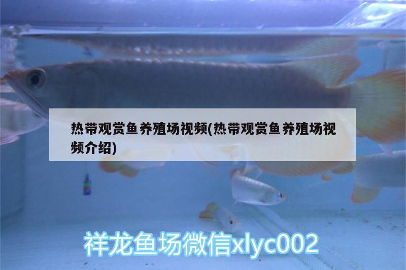熱帶觀賞魚養(yǎng)殖場視頻(熱帶觀賞魚養(yǎng)殖場視頻介紹)