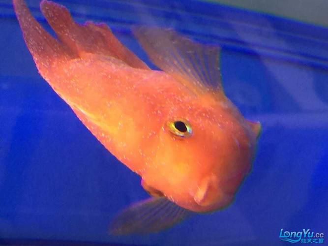 龍魚(yú)鱗片白點(diǎn)圖片大全