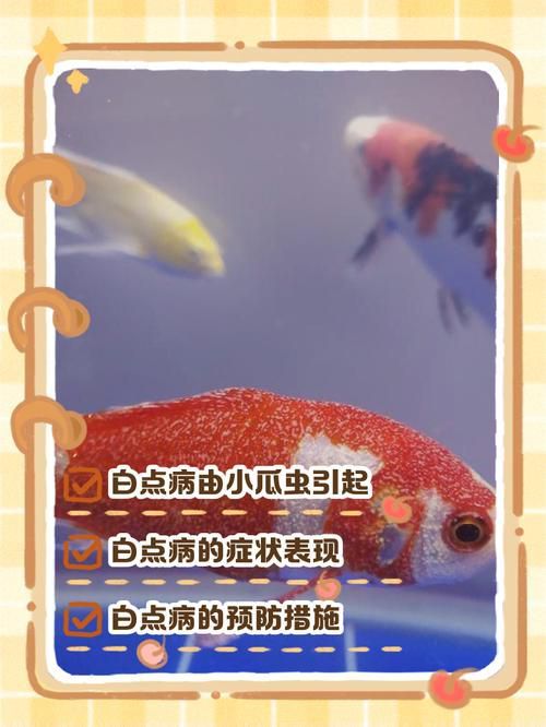 龍魚(yú)鱗片白點(diǎn)圖片大全