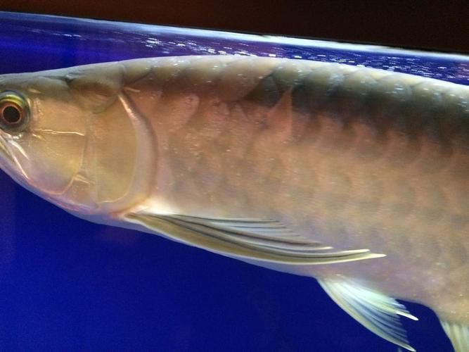 龍魚(yú)鱗片白點(diǎn)圖片大全