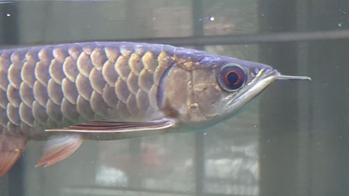 龍魚(yú)鱗片白點(diǎn)圖片大全